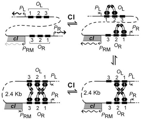 Model Of Ci Regulation With Long Range Dna Looping Cartoon