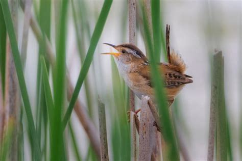 Recommended Native Grasses for Virginia's Capital Region