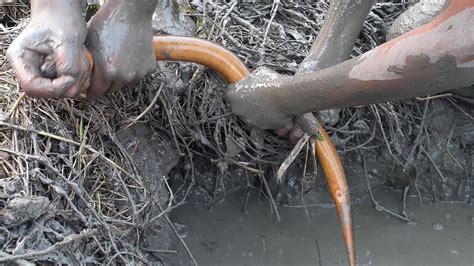 Catching Big Eel Fish Using Hook And Strong Rope Best Eel Fishing