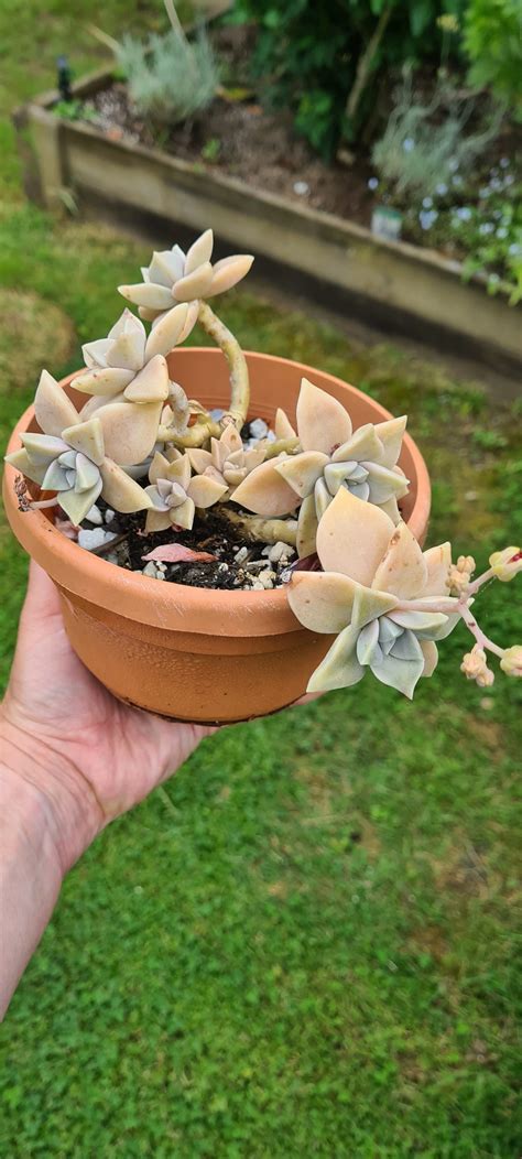 Graptopetalum Paraguayense Ghost Plant The Suburban Succulent