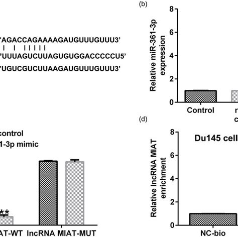 Mir P Directly Targeted Lncrna Miat A Starbase Analysis