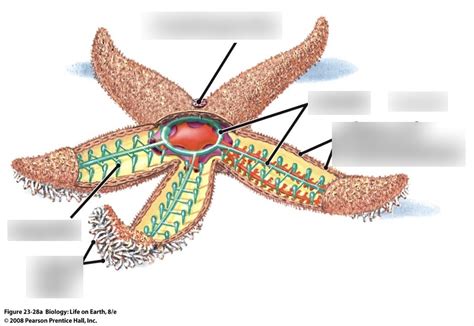 Sea Star Anatomy Diagram | Quizlet