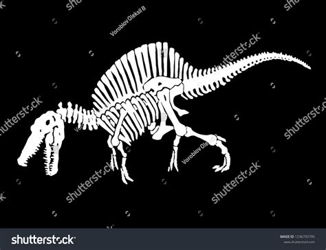 Graphical Skeleton Spinosaurus Isolated On Black เวกเตอรสตอก ปลอด