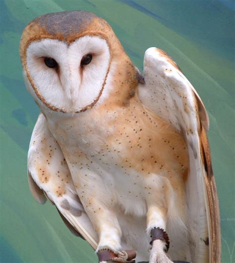 Barn Owl by ryark on DeviantArt