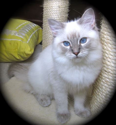 Ragdoll Kitten Blue Lynx