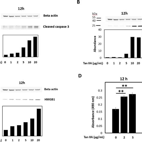 Tan Iia Induced Apoptosis And Necroptosis In A549 Cells The Apoptotic