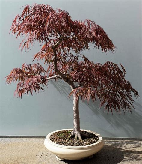 Bonsai Red Fringed Japanese Maple Acer Palmatum Dissectum 20 Seeds