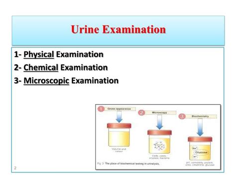 Ppt Urinalysis Powerpoint Presentation Id2773692