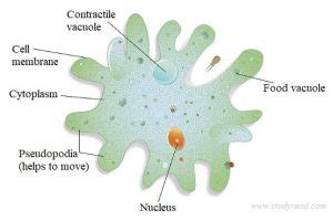 Examples of Protozoa with Detailed Characters & Pictures