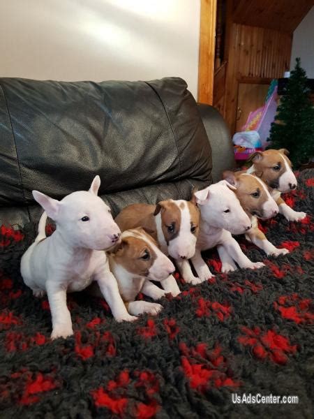 99 Bull Terrier Puppies For Sale In California L2sanpiero