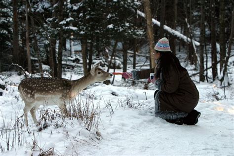 Meng Yun Une Visite Hivernale Au Parc Omega Denis Carl Robidoux