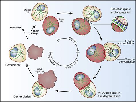 Quantitative Imaging Approaches To Study The CAR Immunological Synapse