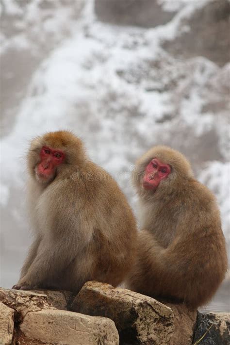 Snow Monkey Brothers Sitting By The Hot Spring In Nagano Stock Image