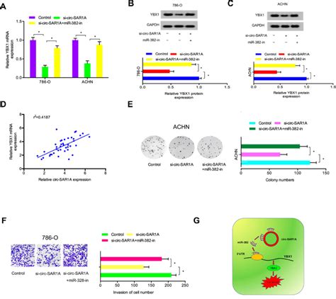 Circ SAR1A Regulated RCC Progression By The MiR 382 YBX1 Axis A C