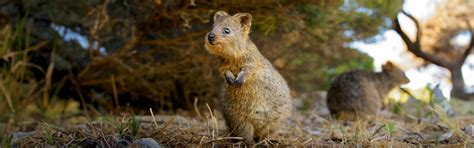 Check out our Quokka at the Australia Zoo