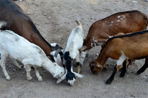 What Is A Group Of Goats Called Goats Collective Nouns Online