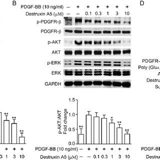 Pdgf Bb Pdgfr Signaling Was Inhibited By Destruxin A A The