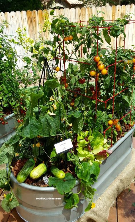 Grow A Container Vegetable Garden On Your Patio Tips The Foodie