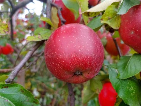 An Apple is an Edible Fruit Produced by an Apple Tree (Malus Domestica) Stock Image - Image of ...