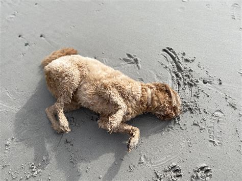 Why Do Dogs Like Laying In Dirt