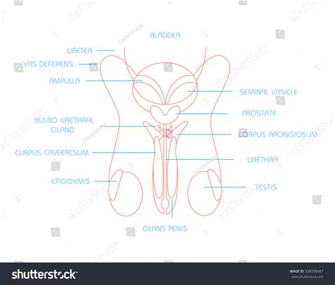 Diagram Male Reproductive System Stock Vector (Royalty Free) 338398487 ...