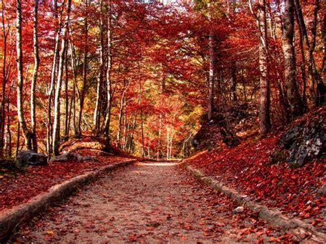 Foliage In Trentino Dove Ammirare Lo Spettacolo D Autunno The Wom Travel