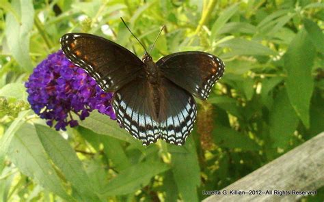 Red Spotted Admiral Butterfly On Butterfly Bush I Was Weed Flickr