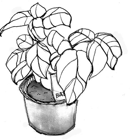 Easy Plants To Draw