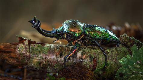 Beetle Insect Wallpapers - Top Free Beetle Insect Backgrounds - WallpaperAccess