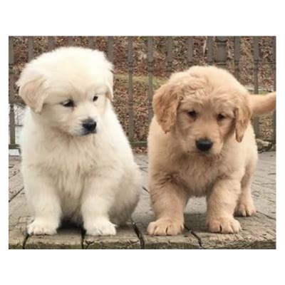 Los Gratuitos Dos Cachorros Golden Retriever Cordoba