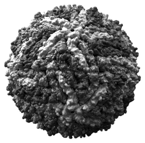 File:Zika virus capsid.png - Wikimedia Commons