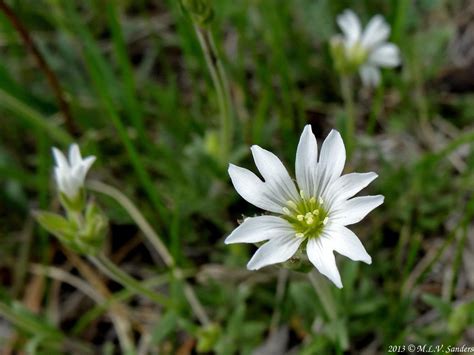 Field Mouse Ear Chickweed