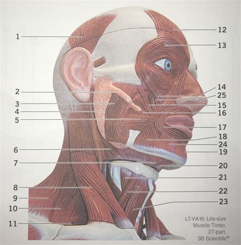 Superficial Muscle Of Head And Neck Anterolateral View Diagram Quizlet