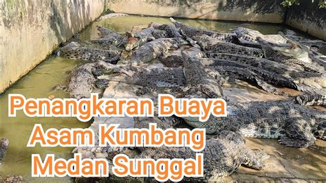 Lokasi Wisata Penangkaran Buaya Di Asam Kumbang Medan Sunggal YouTube