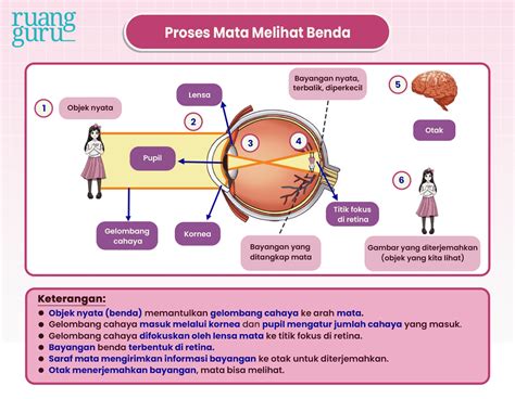 Yuk Cari Tahu Cara Kerja Mata Dan Gangguan Penglihatan