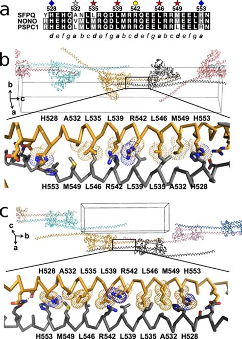 A Novel Conserved Coiled Coil Interaction Motif Amongst DBHS Proteins