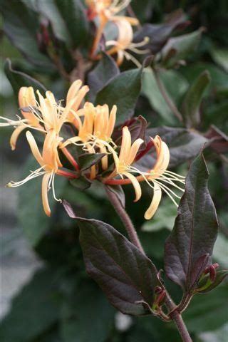 Lonicera Japonica Purpurea I Ek