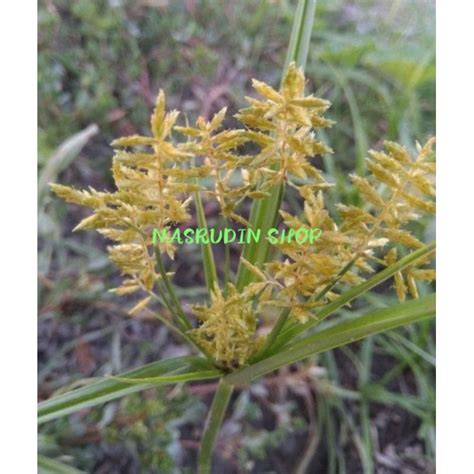 Jual Rumput Teki Kuning Utuh Cyperus Esculentus Shopee Indonesia