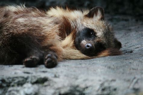 Honda Tanuki Japanese Raccoon Dog In The Nogeyama Zoo Japanese