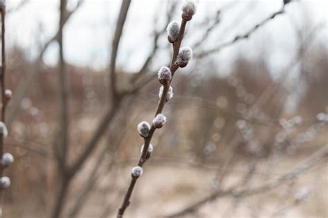 Premium Photo Furry Pussy Willow Buds On Branch