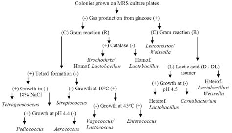 Gram Positive Cocci Identification Chart Labb By Ag