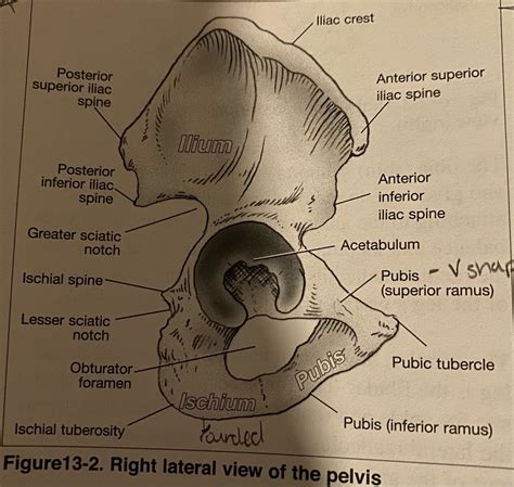 Pelvic Landmarks