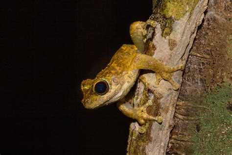 Froggy February Photo Competition Wildlife Preservation Society Of