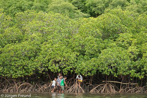 Mali Island - Mangroves and Crabs - WWF Coral Triangle Blog