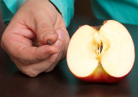 Pasos Para Germinar Semillas De Manzana PortalFruticola