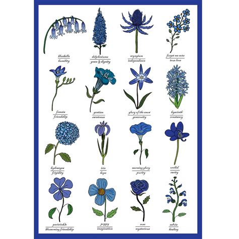 The Language Of Blue Flowers Identification Chart Symbolism Botany Art