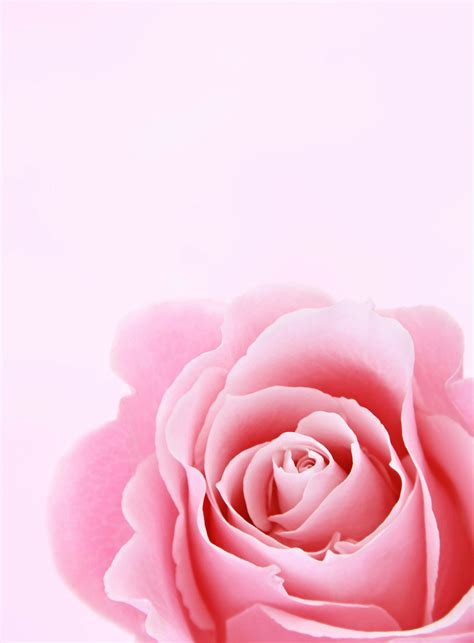 Pink Roses Background Wallpaper