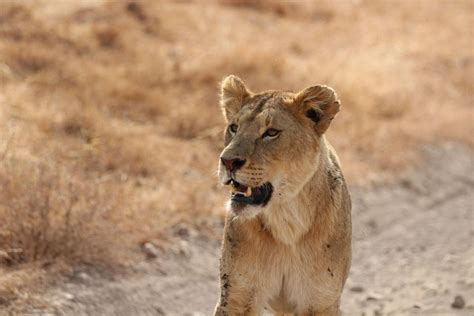 Parco Nazionale Amboseli Tour Di Un Giorno Intero Da Nairobi