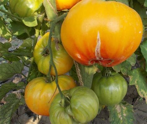 Томат Загадка Природы описание сорта и характеристика: достоинства и ...