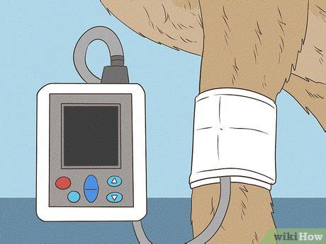 how to take dog blood pressure